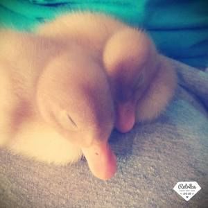 Meet your Posher, Jarrett